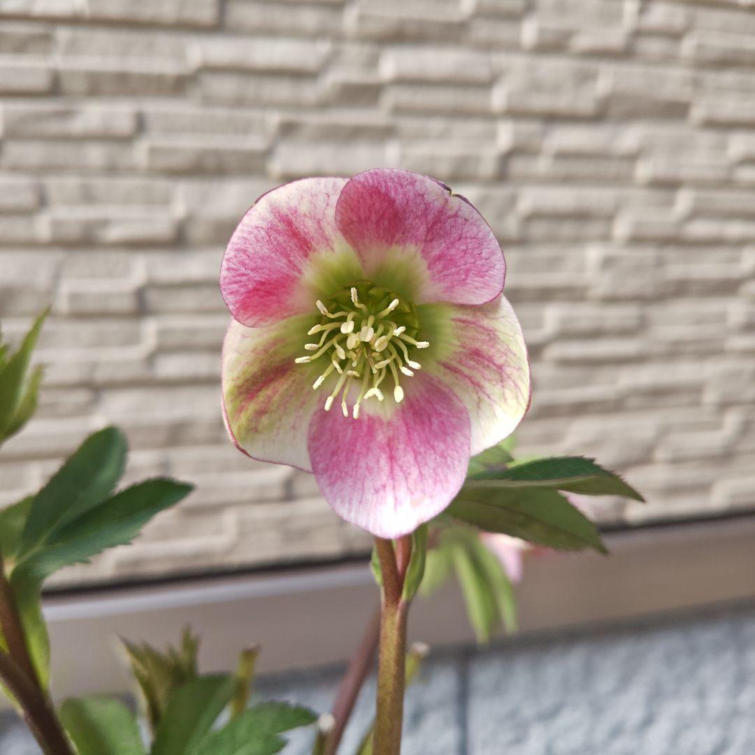 クリスマスローズ 大和園 パステリッシュストレイン①