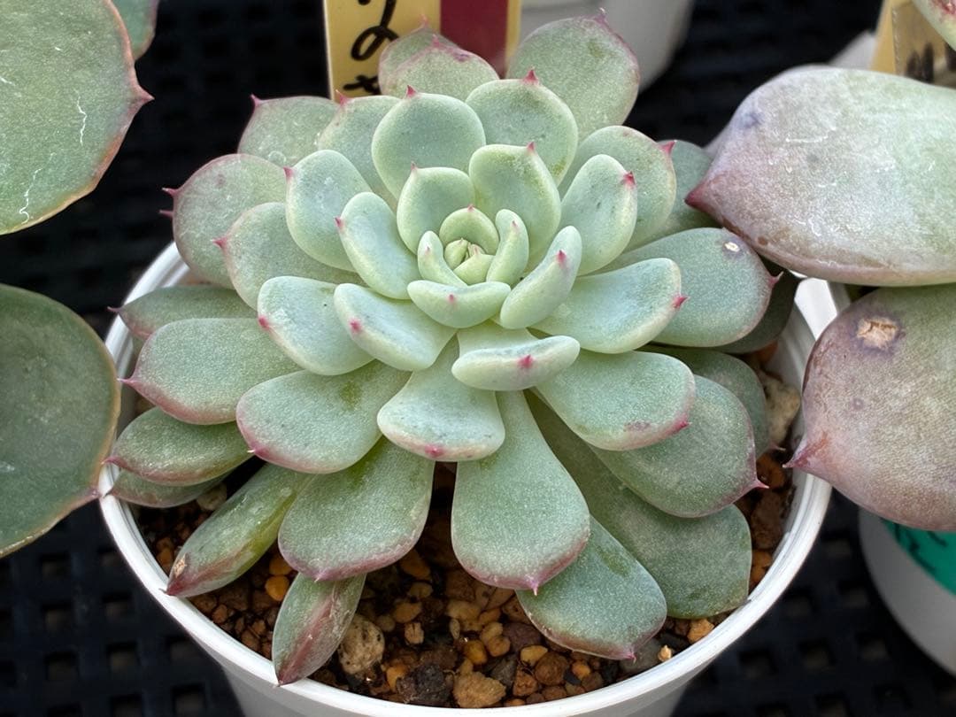 おらいさん苗12個セット＋そわそわチビ１個　ミックスベリア13個　多肉植物