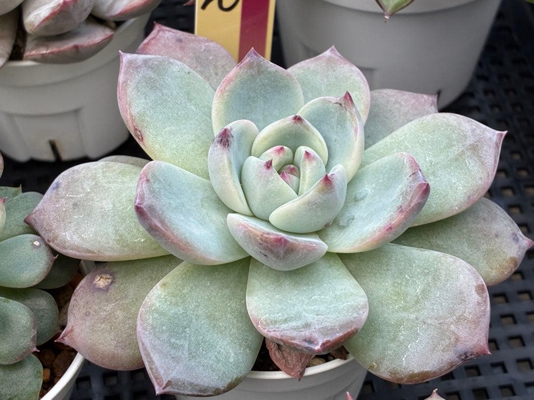 おらいさん苗12個セット＋そわそわチビ１個　ミックスベリア13個　多肉植物