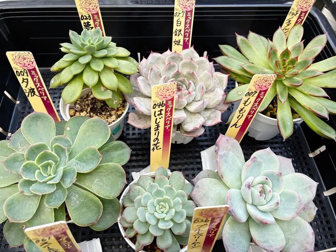 おらいさん苗12個セット＋そわそわチビ１個　ミックスベリア13個　多肉植物