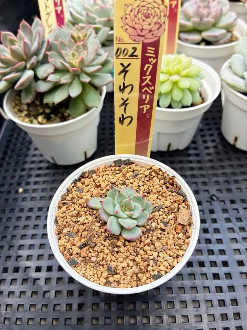 おらいさん苗12個セット＋そわそわチビ１個　ミックスベリア13個　多肉植物