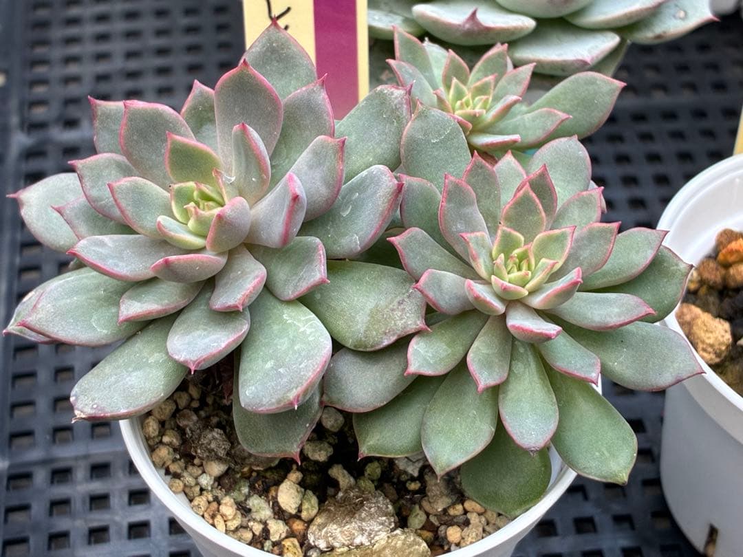 おらいさん苗12個セット＋そわそわチビ１個　ミックスベリア13個　多肉植物