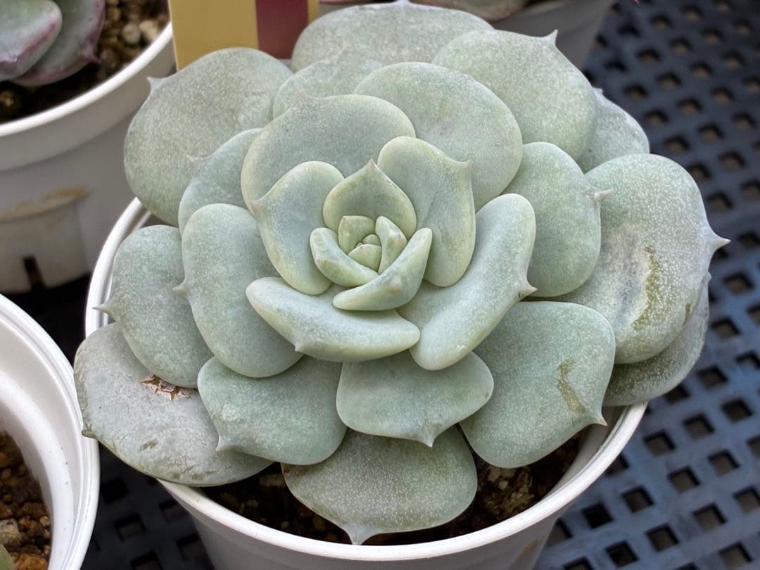 おらいさん苗12個セット＋そわそわチビ１個　ミックスベリア13個　多肉植物