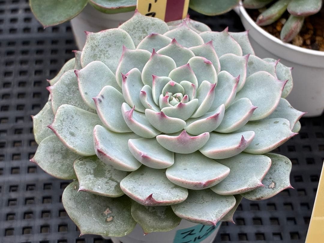 おらいさん苗12個セット＋そわそわチビ１個　ミックスベリア13個　多肉植物