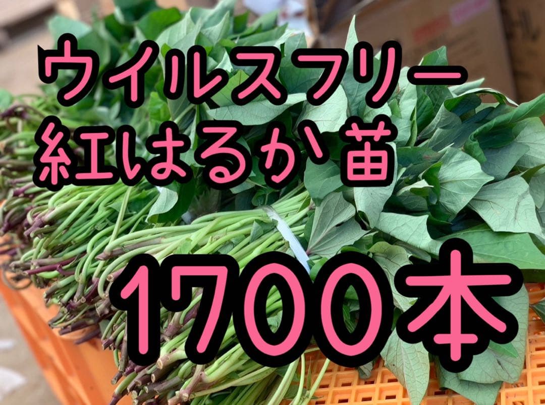 【予約受付中】紅はるか苗☆ウイルスフリー 1,700本 6月上旬から発送開始
