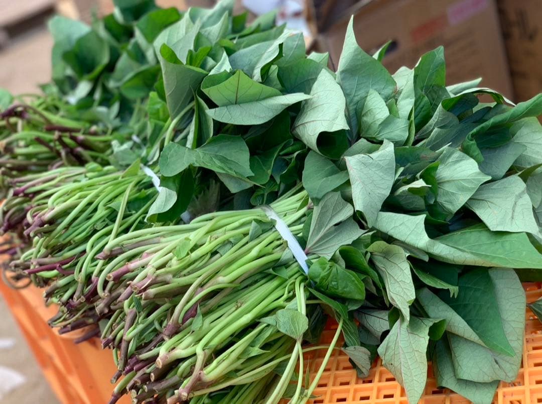 【予約受付中】紅はるか苗☆ウイルスフリー 1,700本 6月上旬から発送開始