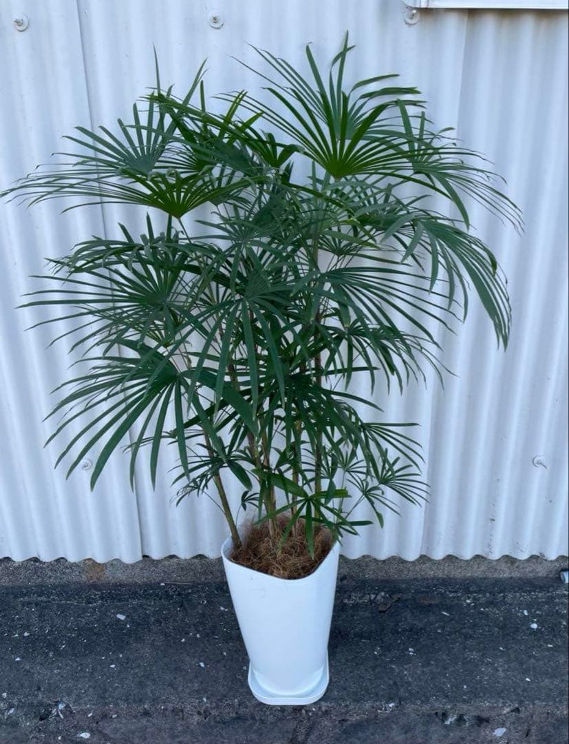 雲南シュロ竹　7号サイズ　受け皿付き