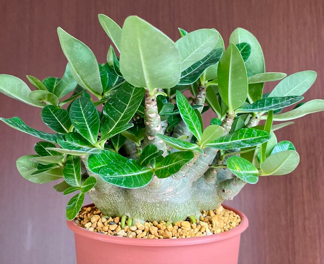 【激レア/ドワーフ/超極太/塊根】アデニウム アラビカムV2ハック鉢植え F-1