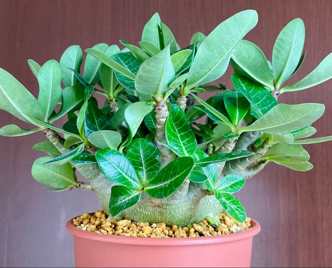 【激レア/ドワーフ/超極太/塊根】アデニウム アラビカムV2ハック鉢植え F-1