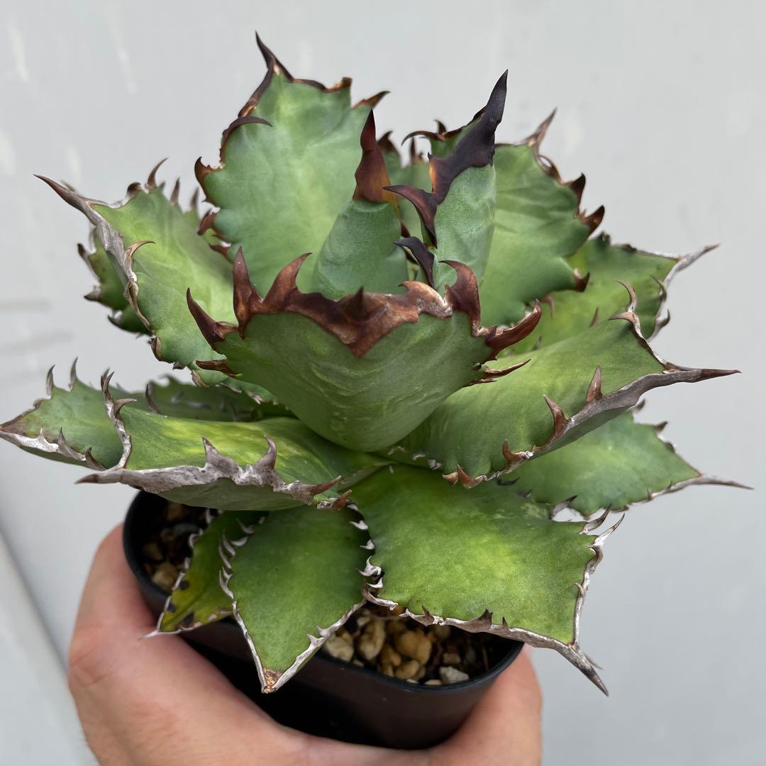 アガベ　チタノタ　レッドヴェノム