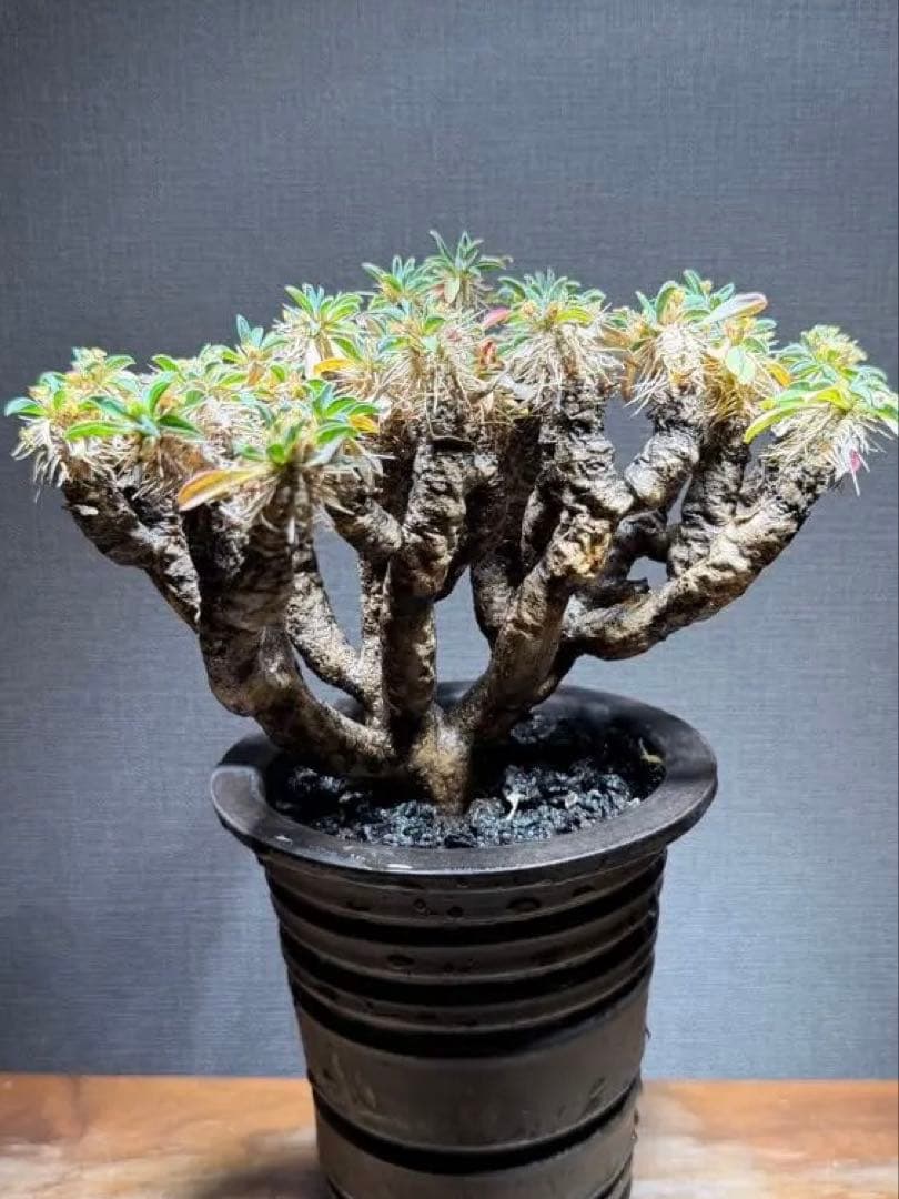 ユーフォルビア ギラウミニアナ