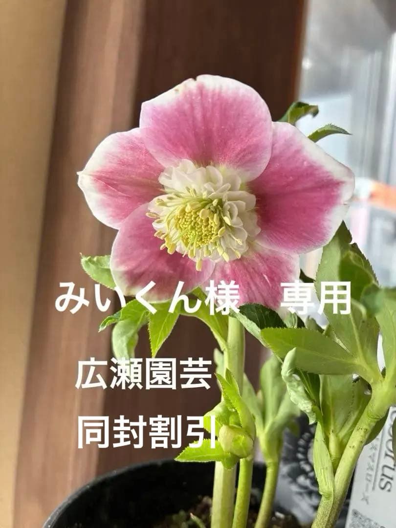 ♡広瀬園芸♡ セミダブル白覆輪