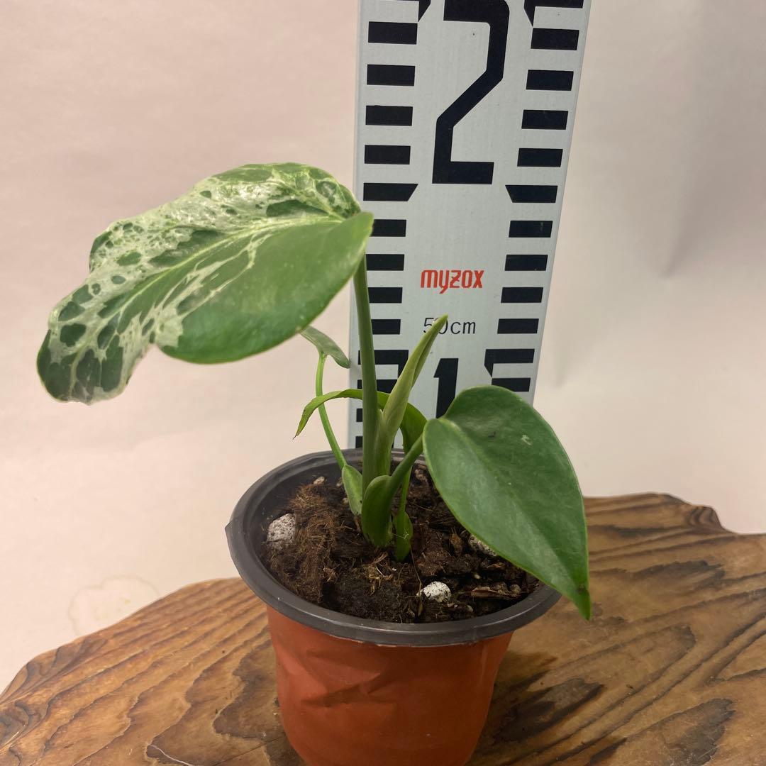 M*z様 a32 品種保証！Bulbasaurモンステラ バルバソー フシギダネ