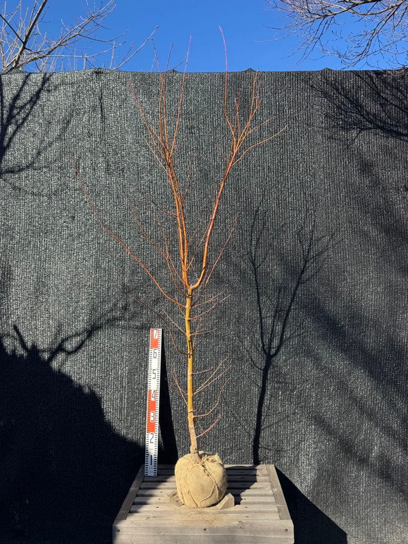 カツラモミジ　大株　【品番3519】