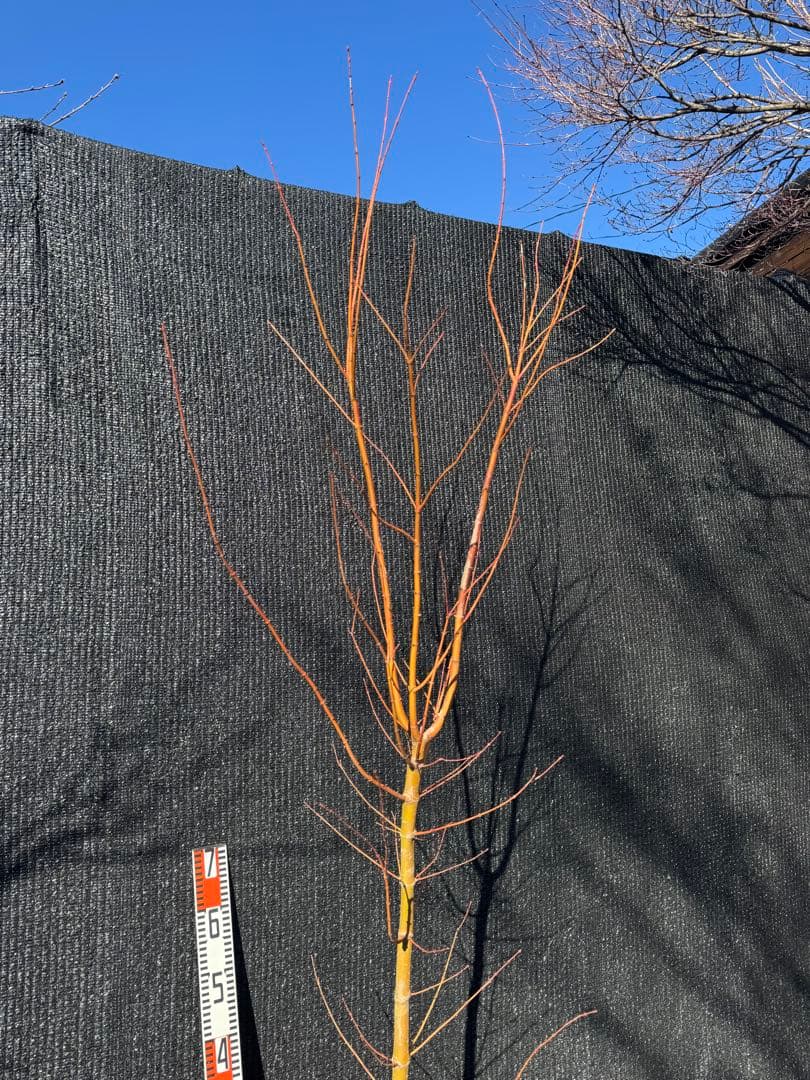 カツラモミジ　大株　【品番3519】