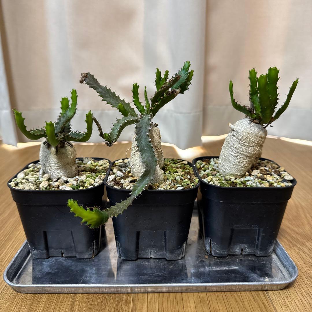 ユーフォルビア　ステラータ　飛竜　3株セット