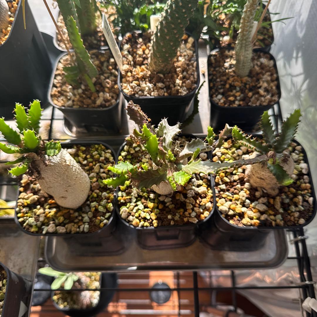 ユーフォルビア　ステラータ　飛竜　3株セット