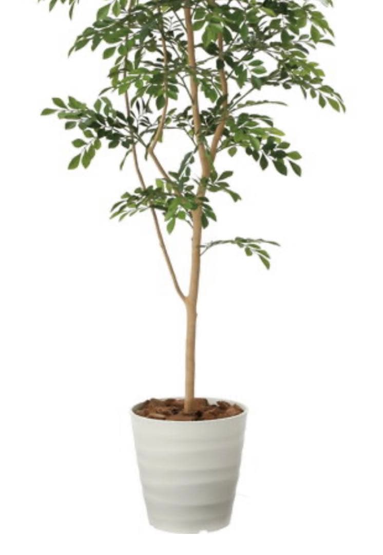 光触媒　人工観葉植物　ウォールグリーン　フェイクグリーン　トネリコ180