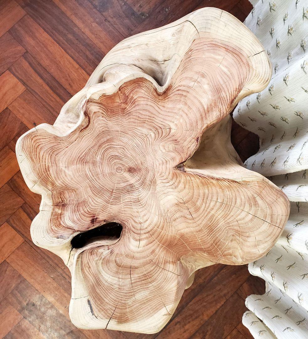 貝塚伊吹希少サイズ丸太