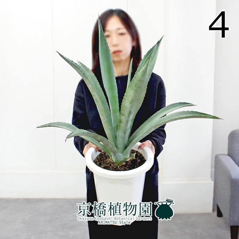 【現品】アガベ・アオノリュウゼツラン　8号　白鉢　（4）