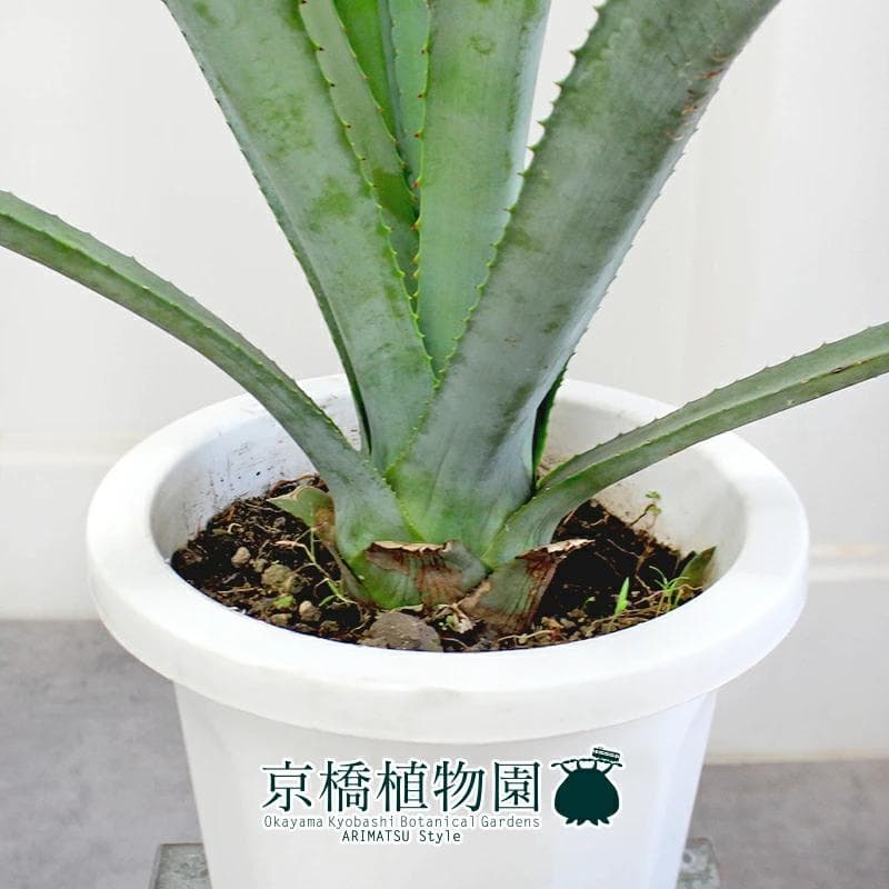【現品】アガベ・アオノリュウゼツラン　8号　白鉢　（4）