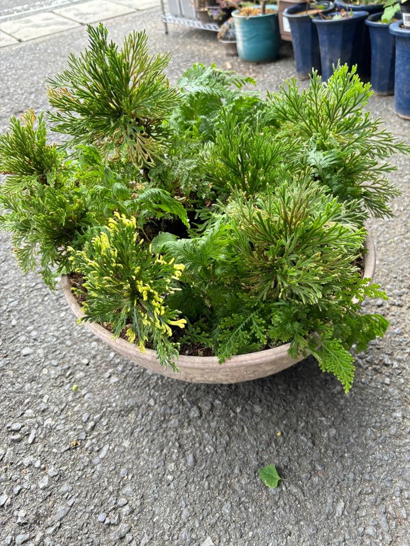 20年もの イワヒバ(イワ松) 元気が良いです 激安大特価