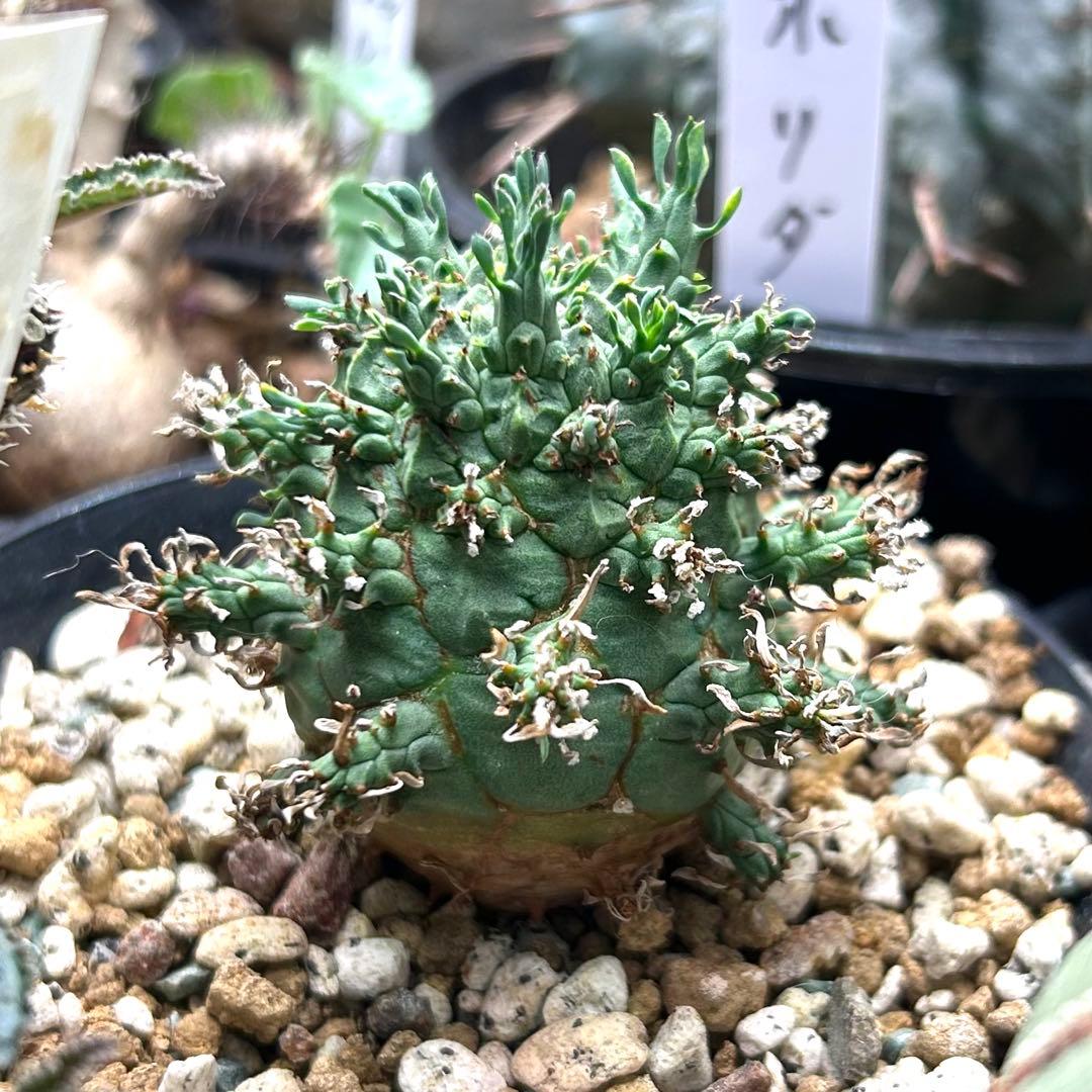 【超希少】ユーフォルビア　デセプタ　実生