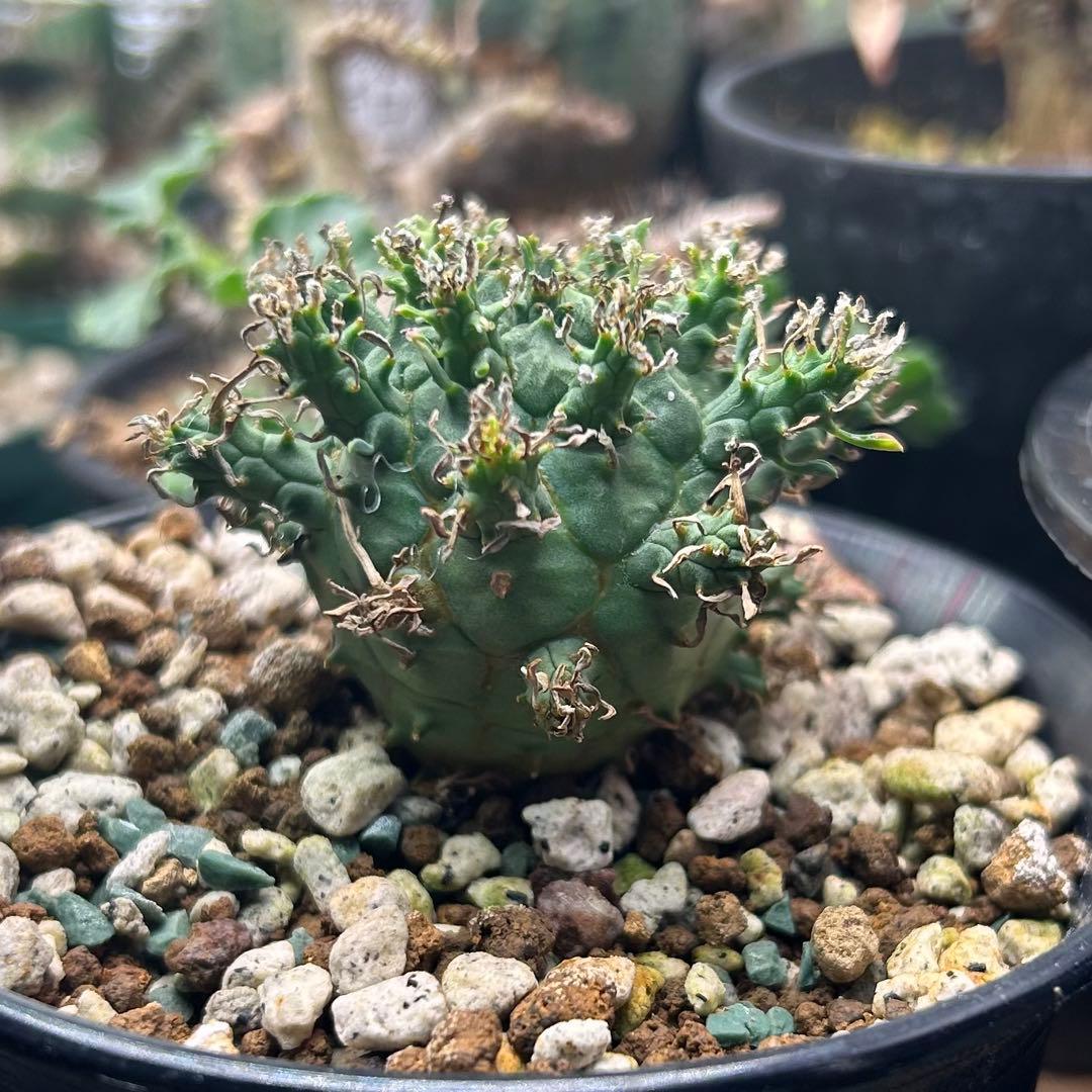 【超希少】ユーフォルビア　デセプタ　実生