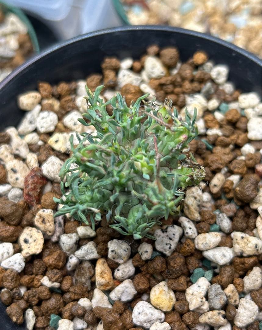 【超希少】ユーフォルビア　デセプタ　実生