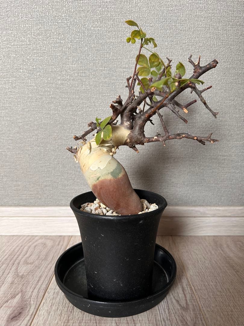 ク*ス様 コミフォラ・カタフ　ピュア（ソマリア現地株、発根済み）