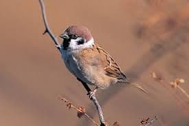 maiくま様 ★ 確認用 シマエナガ、スズメ