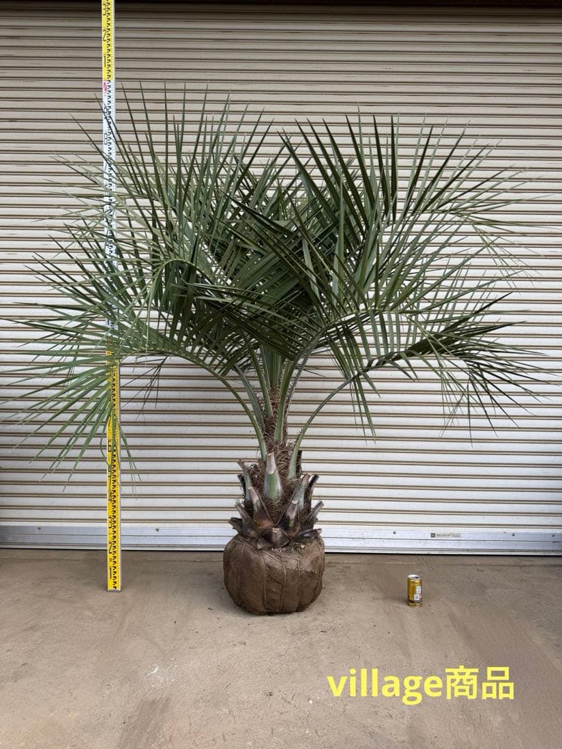送料込み　ココスヤシ 　幹極太　形状良 シルバーリーフ　庭木　現品