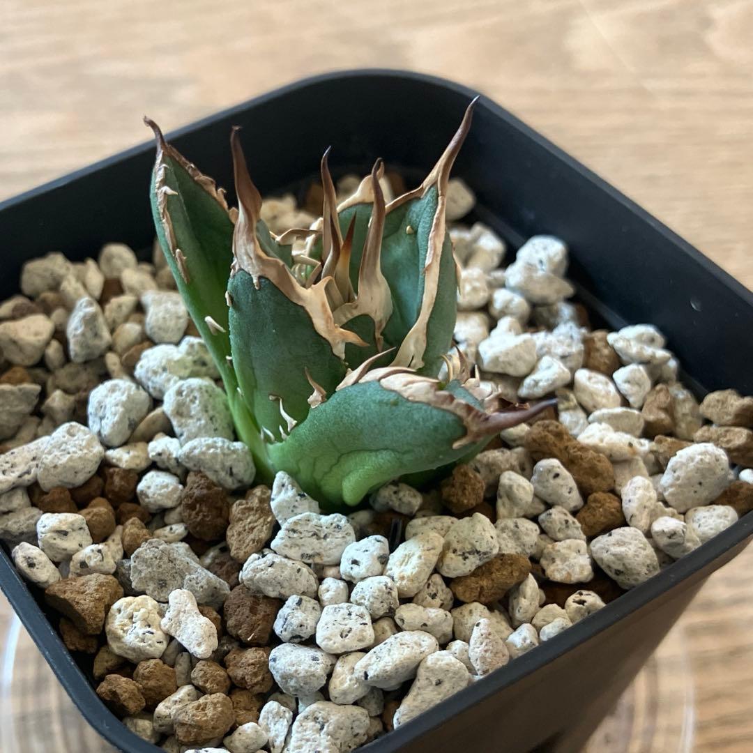 選抜【REZA産】イラン株　特選　太棘　アガベ　チタノタ　NOVA ノヴァ