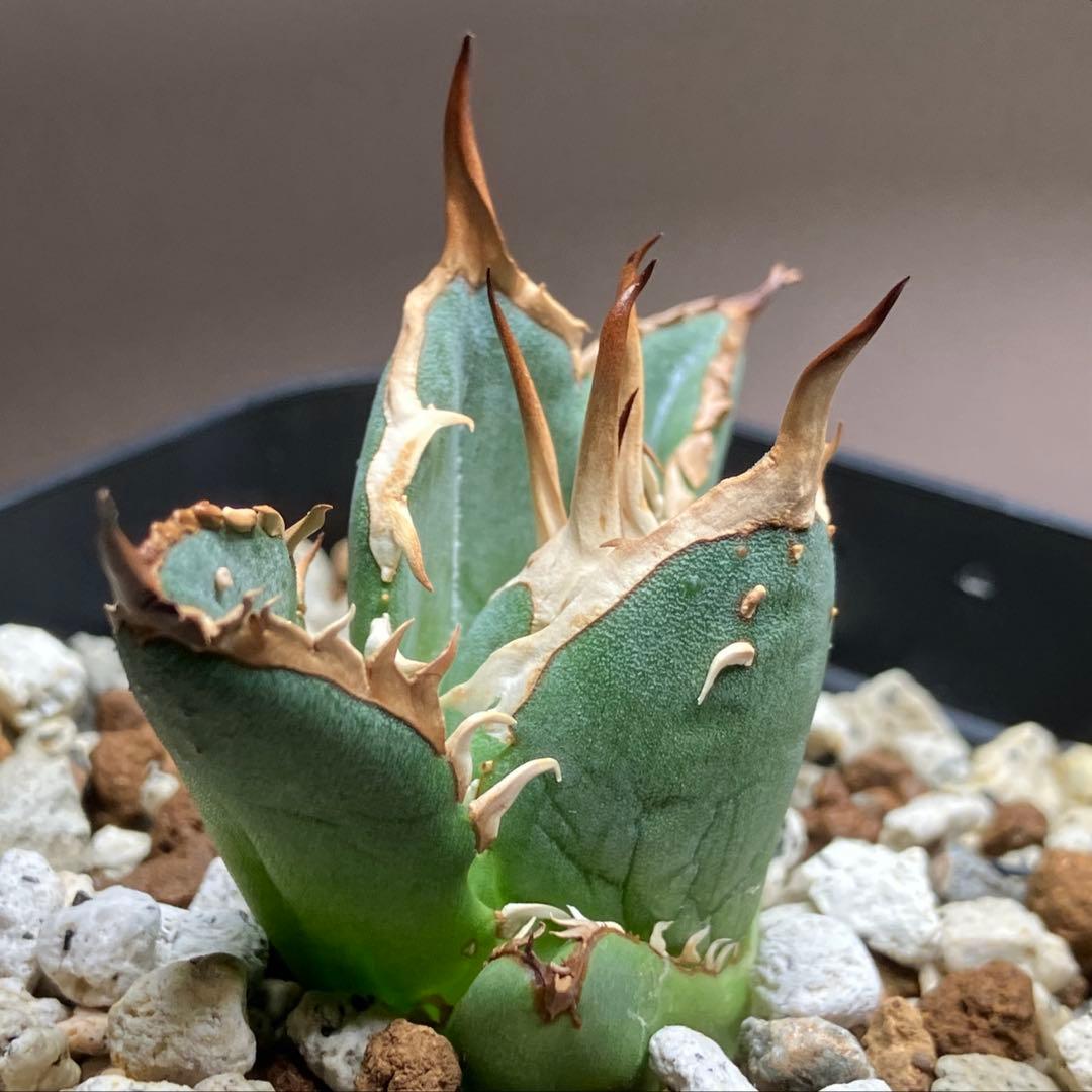 選抜【REZA産】イラン株　特選　太棘　アガベ　チタノタ　NOVA ノヴァ