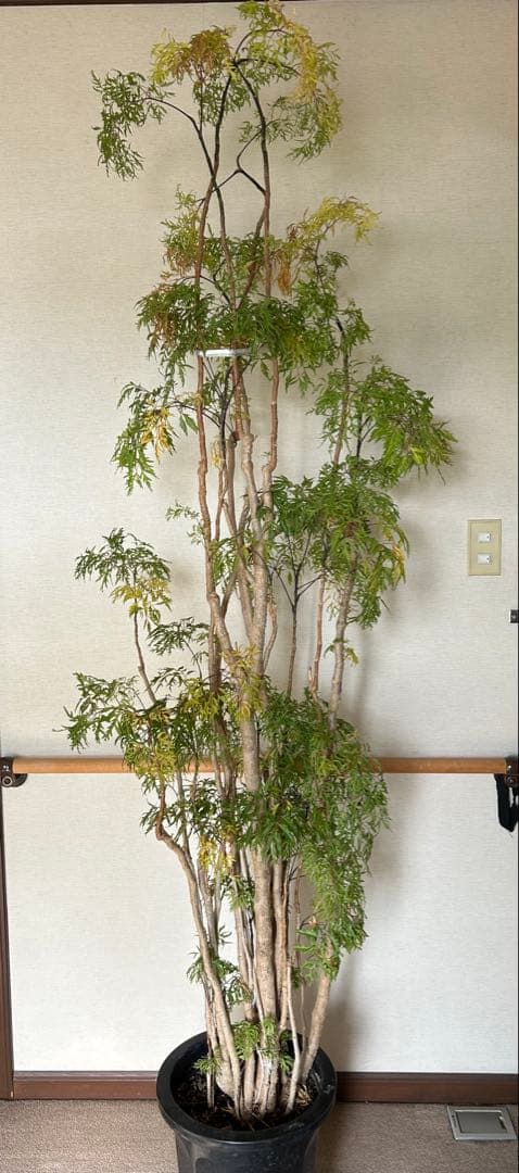 タイワンモミジ　ポリシャス・フルティコーサ　観葉植物