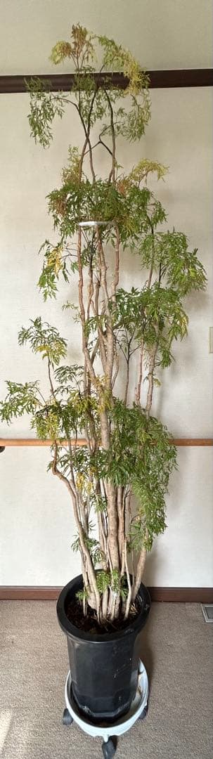 タイワンモミジ　ポリシャス・フルティコーサ　観葉植物