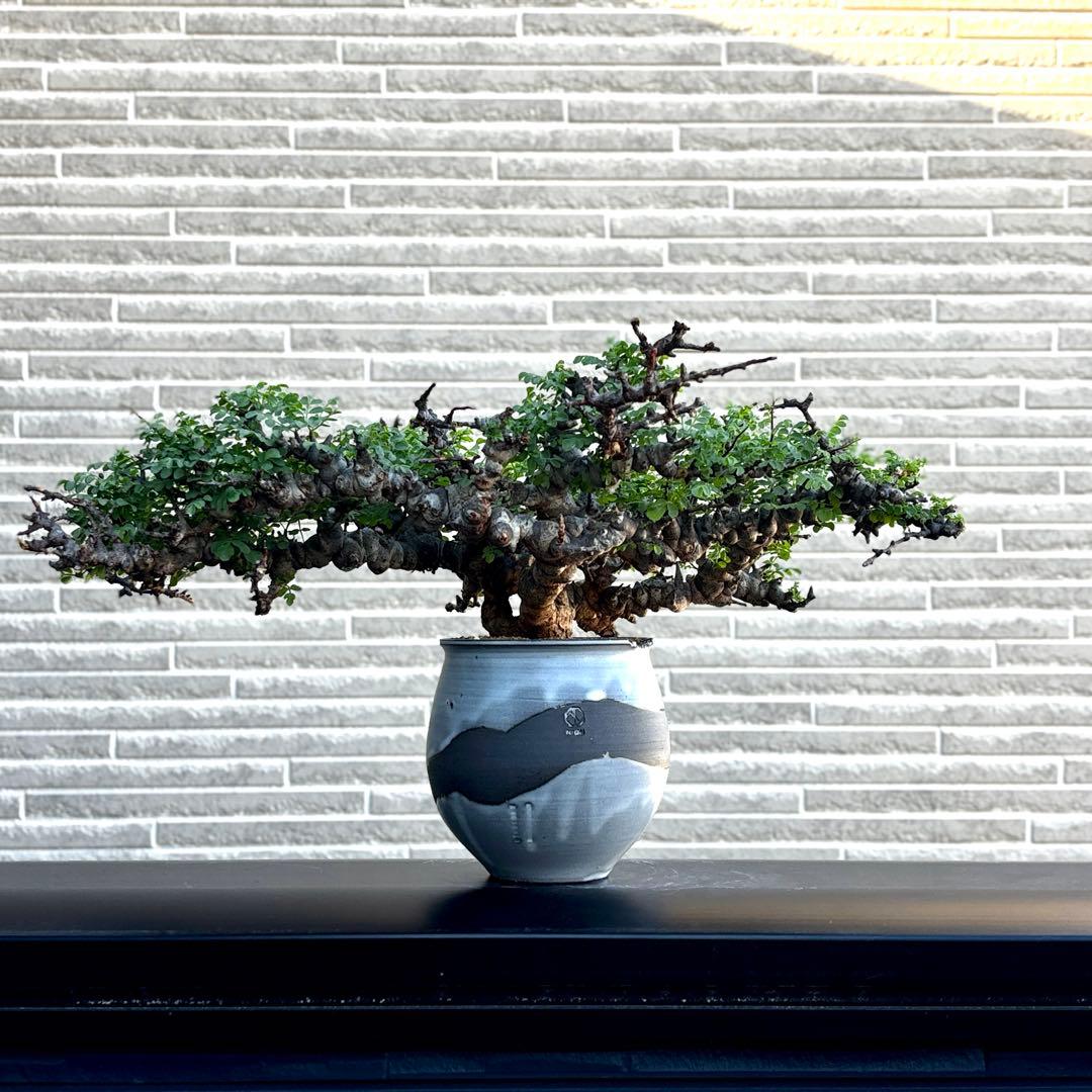 コミフォラエイル　コミフォラ　エイル　発根済　n/oh鉢付