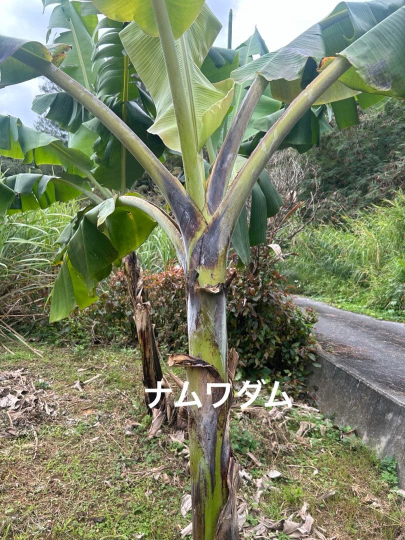 ハッピーターンバナナ苗5本