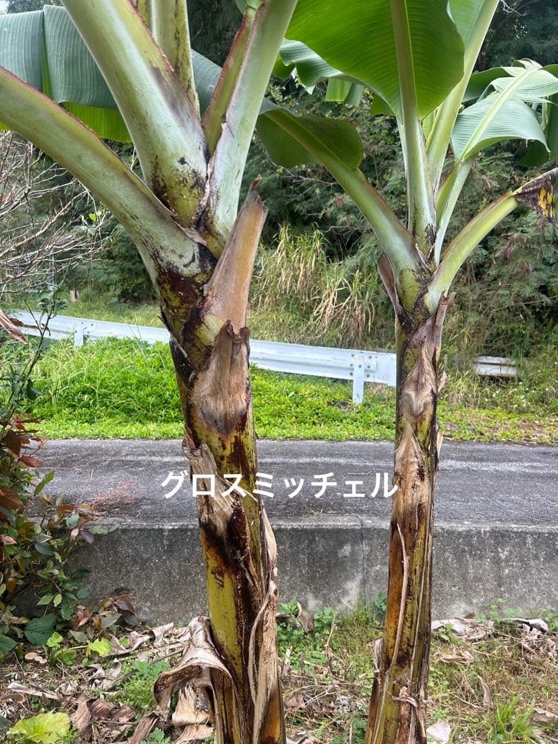 ハッピーターンバナナ苗5本