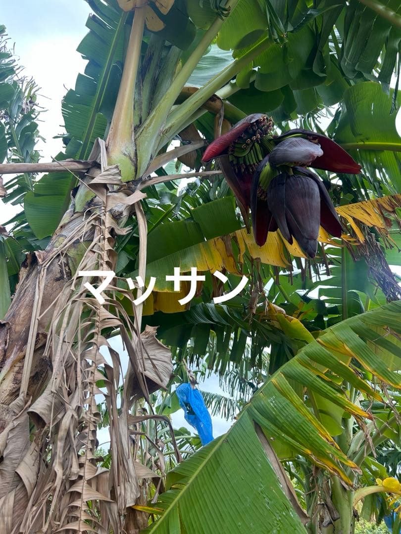 ハッピーターンバナナ苗5本