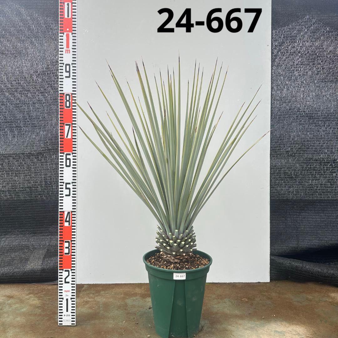 ユッカ　リギダ【24-667】