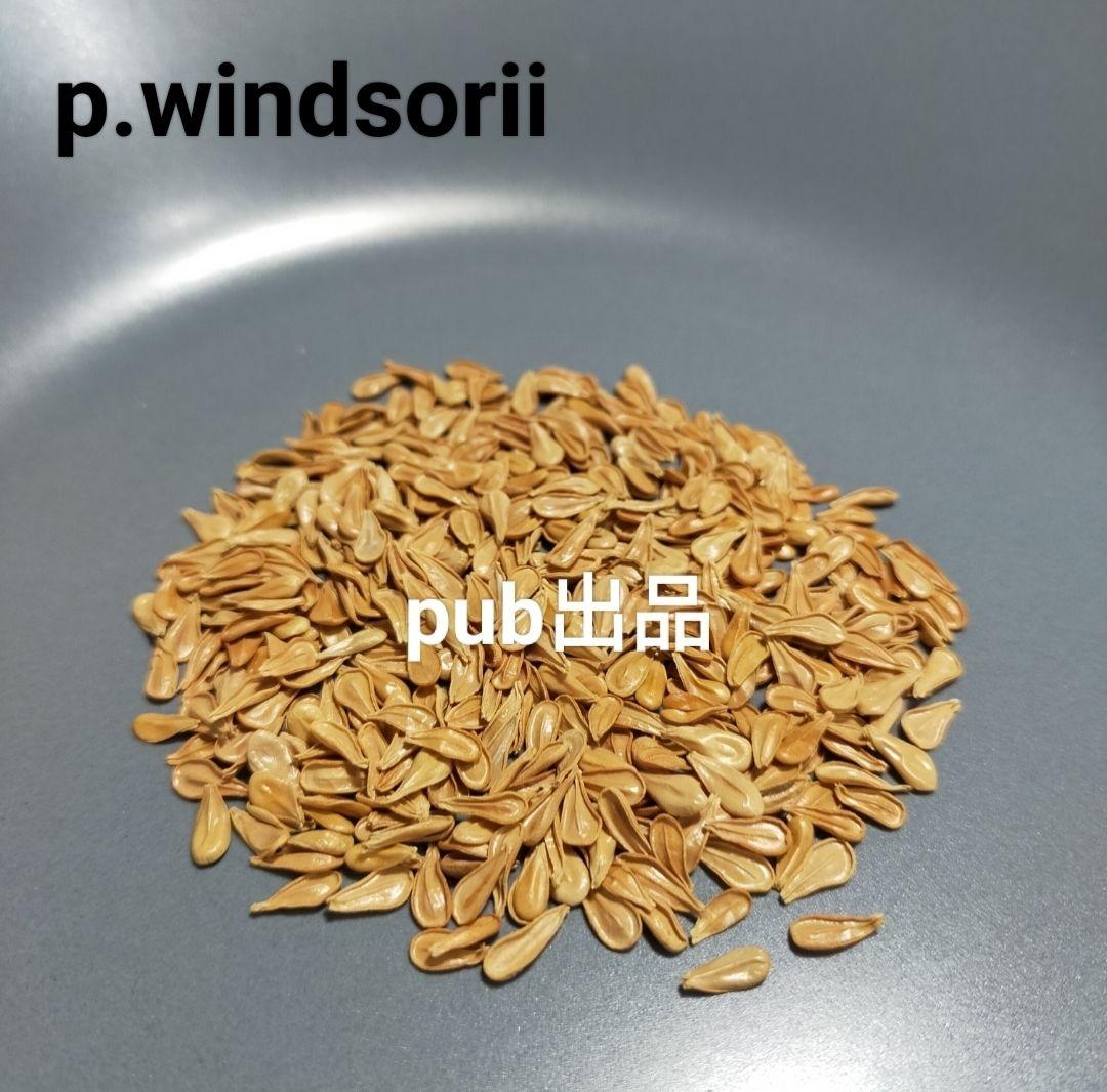 ネギ塩タン パキポディウム ウィンゾリー 種子 50粒 国内実生