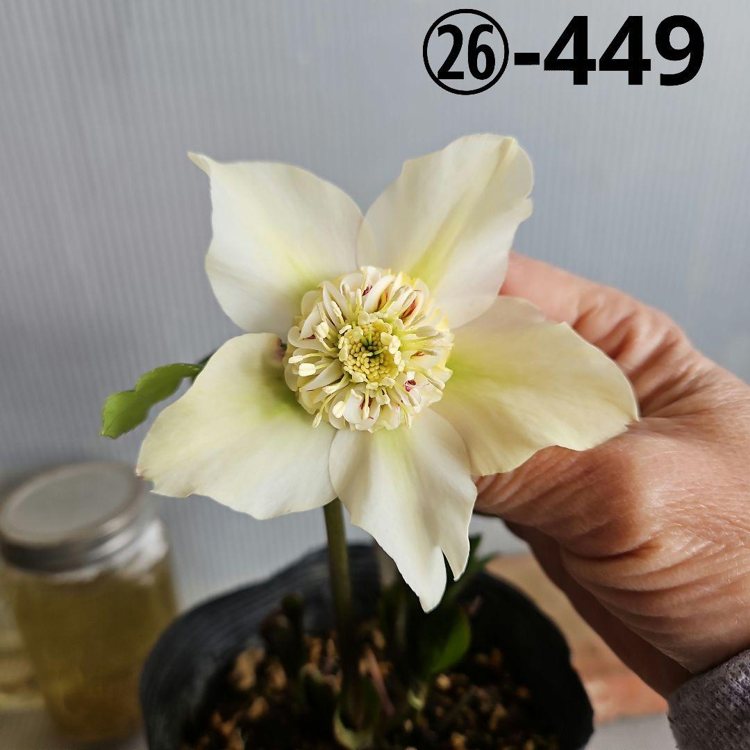 Orange様ご購入苗㉖-449クリスマスローズ