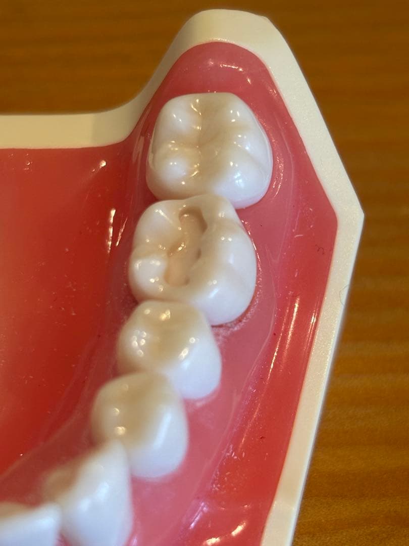 NISSIN ニッシン額模型 歯科用器具