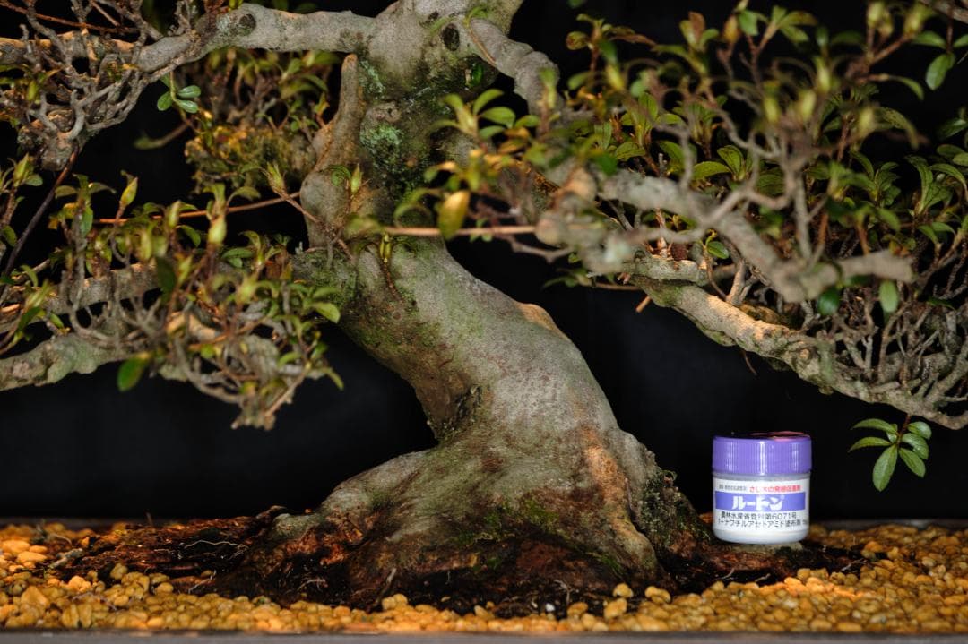 【皐月　大品】『華宝』 樹高約72cm 根張り・枝順良好 花芽多数 植え替え済み