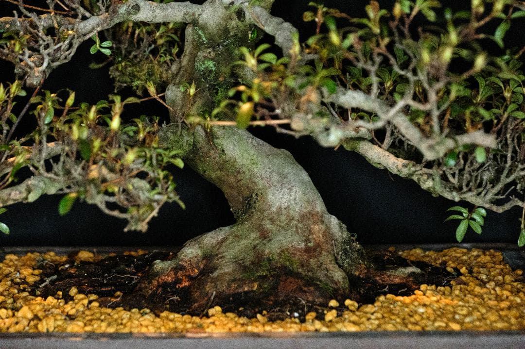 【皐月　大品】『華宝』 樹高約72cm 根張り・枝順良好 花芽多数 植え替え済み