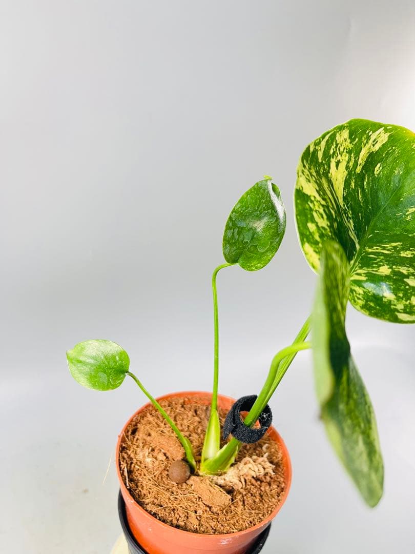 モンステラ　ミント　サイアム 斑入り　Monstera Mint Siam