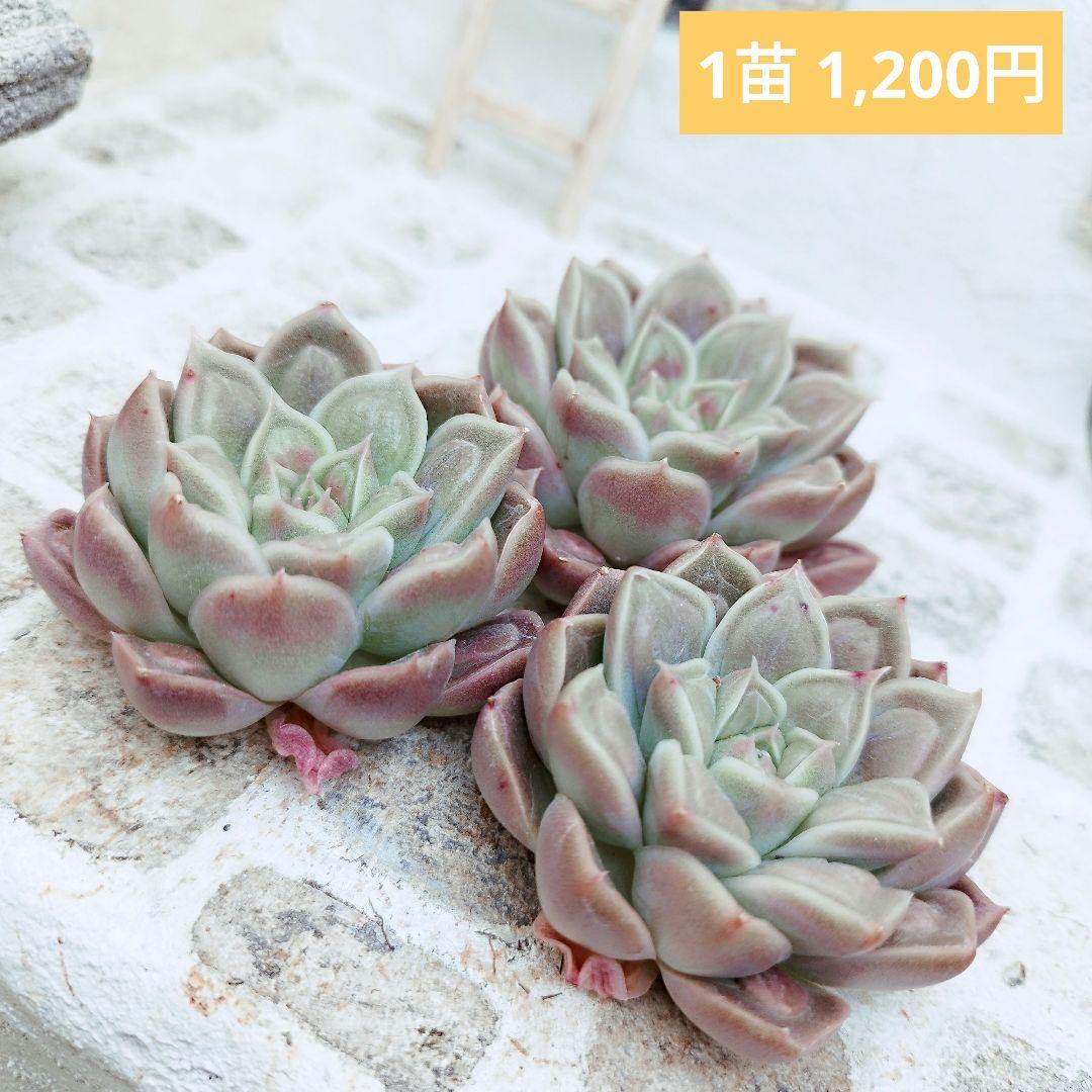 ドクターストレンジ◎多肉植物 カット苗 韓国苗 エケベリア等