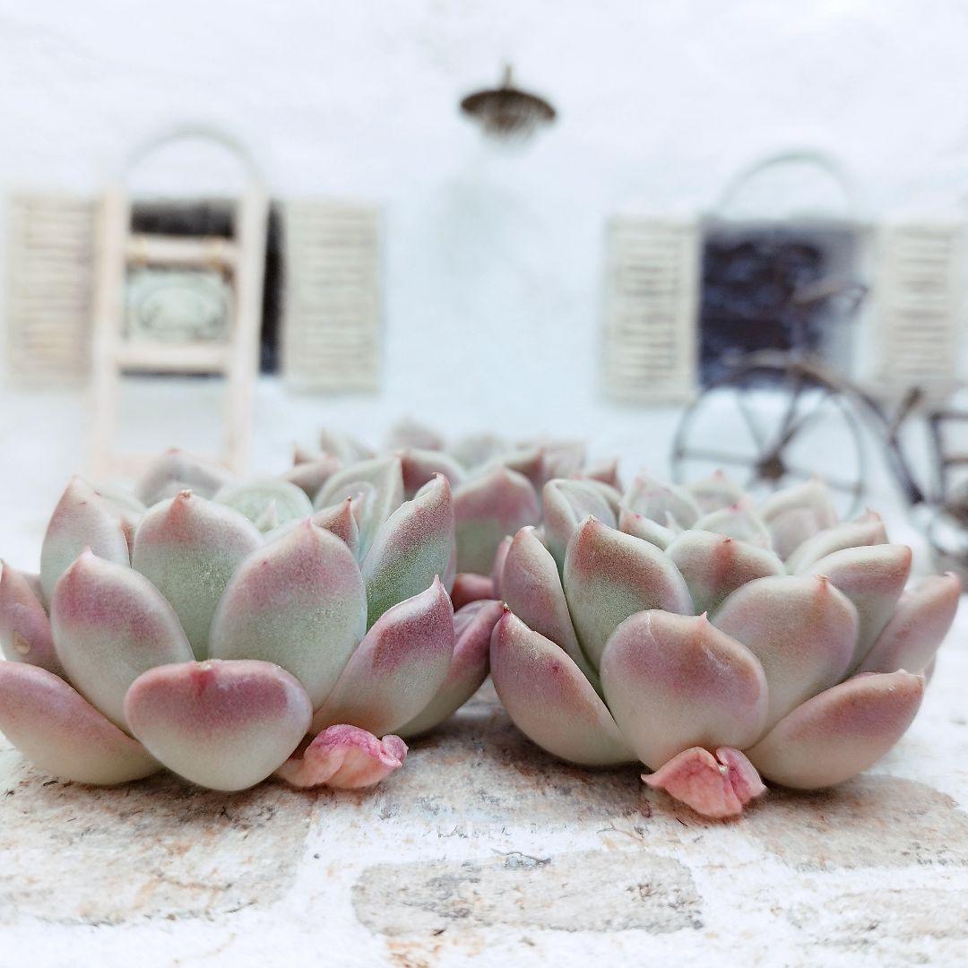 ドクターストレンジ◎多肉植物 カット苗 韓国苗 エケベリア等