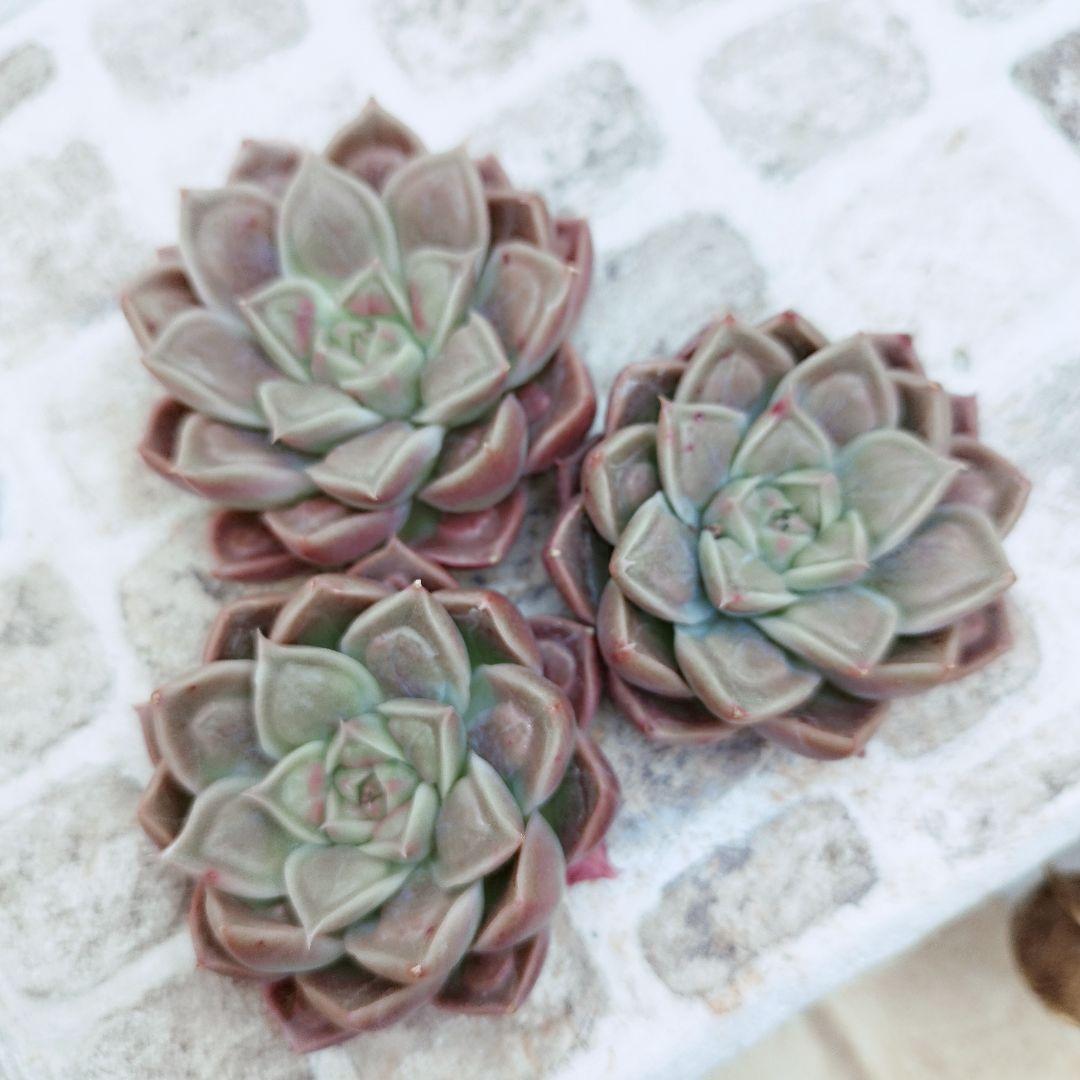 ドクターストレンジ◎多肉植物 カット苗 韓国苗 エケベリア等